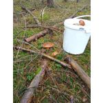 PICTURES FROM THIS PHONE