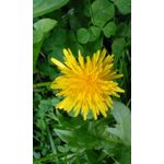 FOTOS AUS DIESEM HANDY