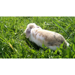 IMAGENS DESTE TELEFONE