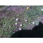 PICTURES FROM THIS PHONE