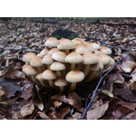 來自這款手機的圖片 來自這款手機的圖片