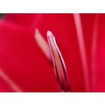 Foto dei utenti POCO F3