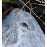 IMAGENS DESTE TELEFONE