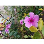 IMAGENS DESTE TELEFONE