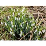 Imágenes de los usuarios POCO F6 Pro