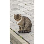 FOTOS AUS DIESEM HANDY