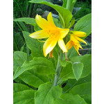 FOTO FATTE CON QUESTO TELEFONO