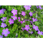 FOTO FATTE CON QUESTO TELEFONO