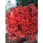 用戶照片 Prestigio MultiPhone 5300 DUO