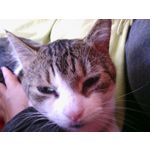 PHOTOS FAITES AVEC CE SMARTPHONE