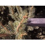 用戶照片 Realme 7 RMX2155