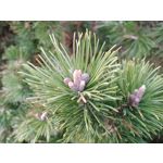 LAS FOTOS HECHAS CON ESTE TELÉFONO