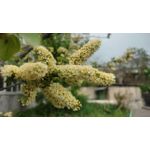 Selbst von Nutzern gemachte Bilder Realme 7i