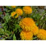 PHOTOS FAITES AVEC CE SMARTPHONE