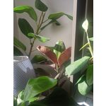 Imágenes de los usuarios Realme C3 RMX2020 Imágenes de los usuarios Realme C3 RMX2020