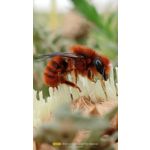 FOTO FATTE CON QUESTO TELEFONO