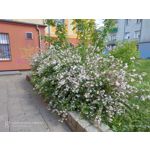 Фотографии пользователя Realme X2 Pro