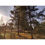 Фотографии пользователя Realme X2 Pro