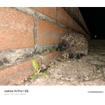 PICTURES FROM THIS PHONE