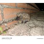 PICTURES FROM THIS PHONE