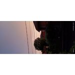 PICTURES FROM THIS PHONE