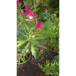 LAS FOTOS HECHAS CON ESTE TELÉFONO