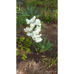 LAS FOTOS HECHAS CON ESTE TELÉFONO