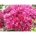 用戶照片 Redmi 9 M2004J19C