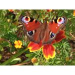 用戶照片 Redmi 9 M2004J19C