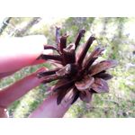 用戶照片 Redmi 9 M2004J19C