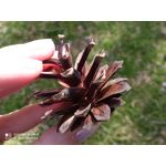 用戶照片 Redmi 9 M2004J19C