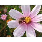 用戶照片 Redmi 9 M2004J19C