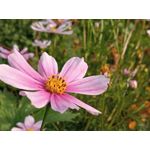 用戶照片 Redmi 9 M2004J19C