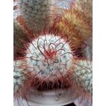 ФОТКИ СНЯТЫЕ ДАННЫМ МОБИЛЬНИКОМ