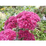 用戶照片 Redmi 9 M2004J19C