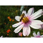 用戶照片 Redmi 9 M2004J19C