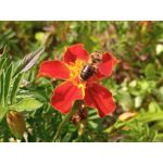 用戶照片 Redmi 9 M2004J19C