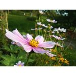 用戶照片 Redmi 9 M2004J19C