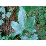 用戶照片 Redmi 9 M2004J19C