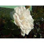 用戶照片 Redmi 9 M2004J19C