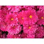 用戶照片 Redmi 9 M2004J19C