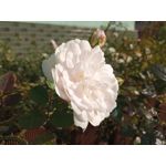 用戶照片 Redmi 9 M2004J19C