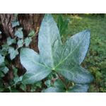 用戶照片 Redmi 9 M2004J19C