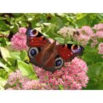 用戶照片 Redmi 9 M2004J19C