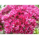 用戶照片 Redmi 9 M2004J19C