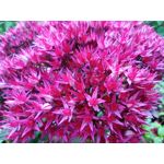 用戶照片 Redmi 9 M2004J19C