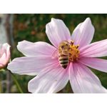 用戶照片 Redmi 9 M2004J19C