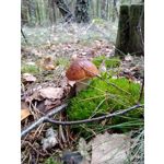 Imágenes de los usuarios Redmi Go