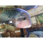 用户照片 Redmi Note 10 5G