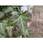 Imágenes de los usuarios Redmi Note 10 Pro